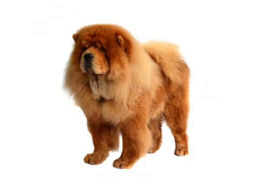 Chow chow clearance good family dog